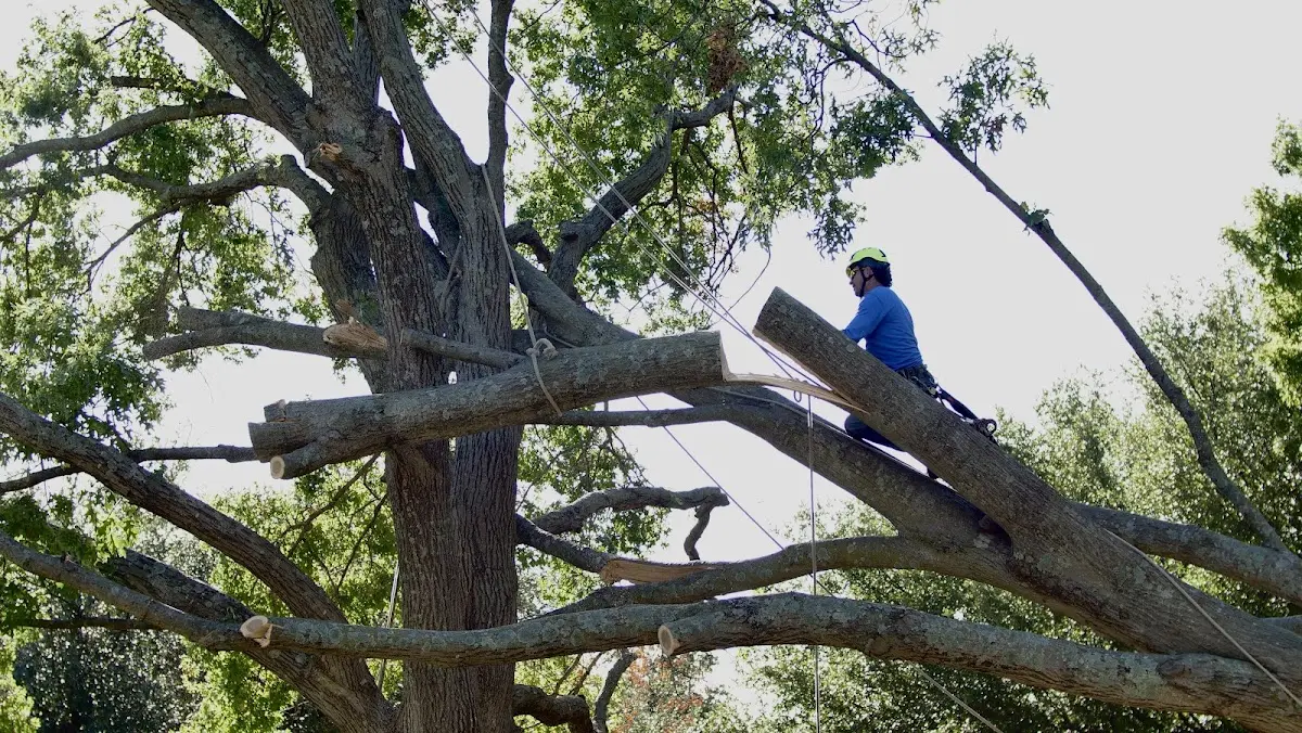 Professional Crown Thinning performed by certified arborists in Simonton