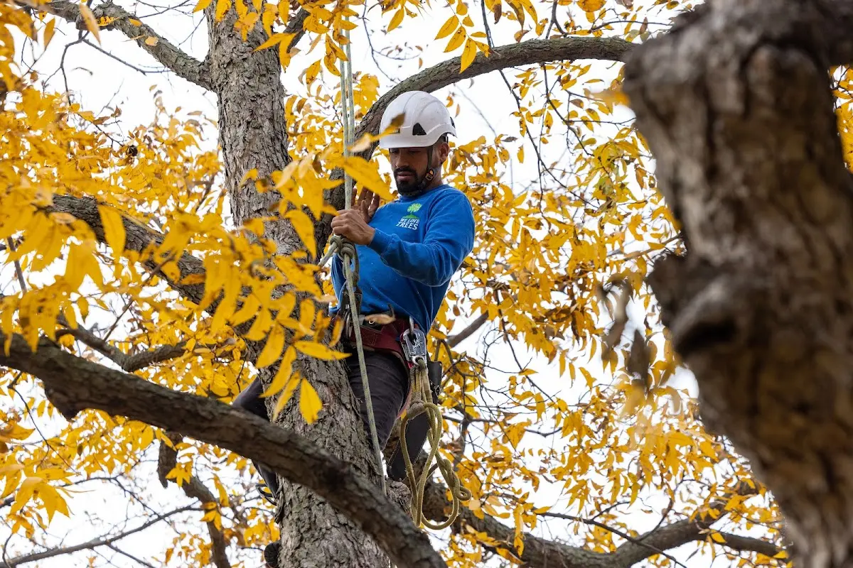 Skilled Tree Planting crew working in Simonton